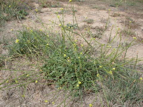 Image of Asian mustard