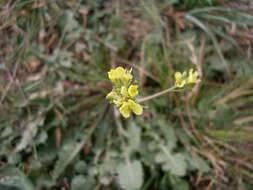 Image of Asian mustard