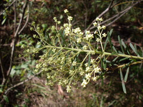 Imagem de Acacia linifolia (Vent.) Willd.