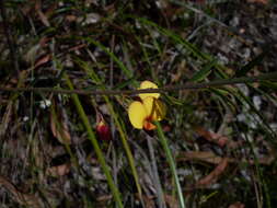 Sivun Bossiaea heterophylla Vent. kuva