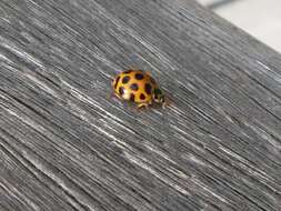 Image of Lady beetle