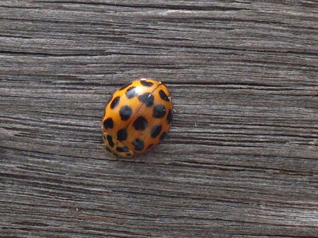 Image of Lady beetle