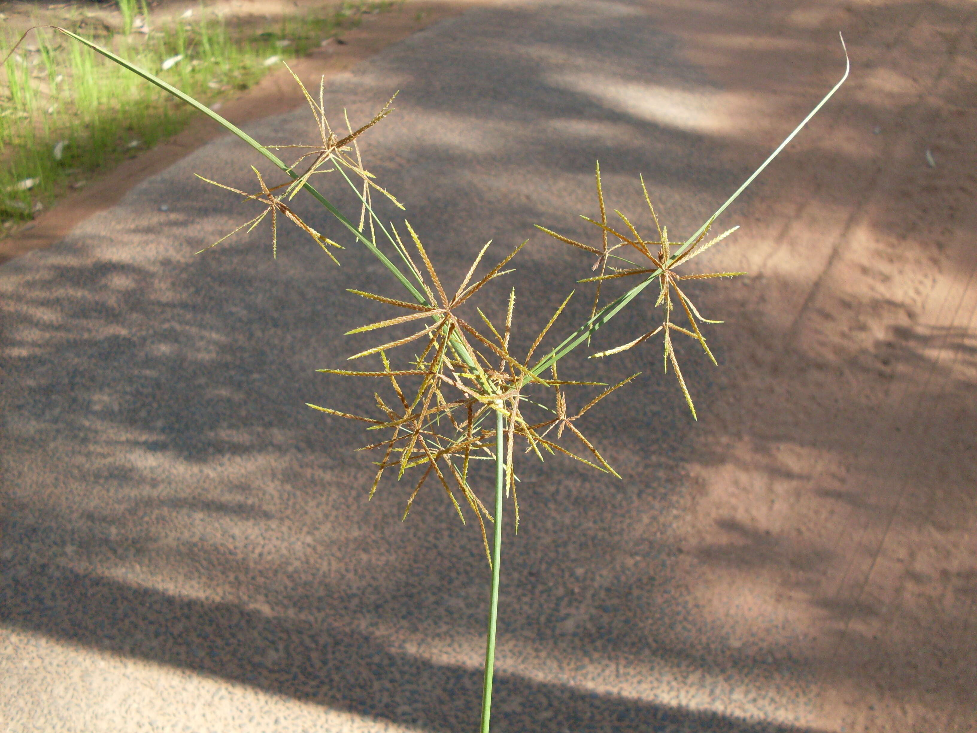 Image of Cyperus betchei (Kük.) S. T. Blake