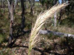 Sivun Dichelachne crinita (L. fil.) Hook. fil. kuva