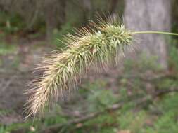 Image de Echinopogon caespitosus C. E. Hubb.