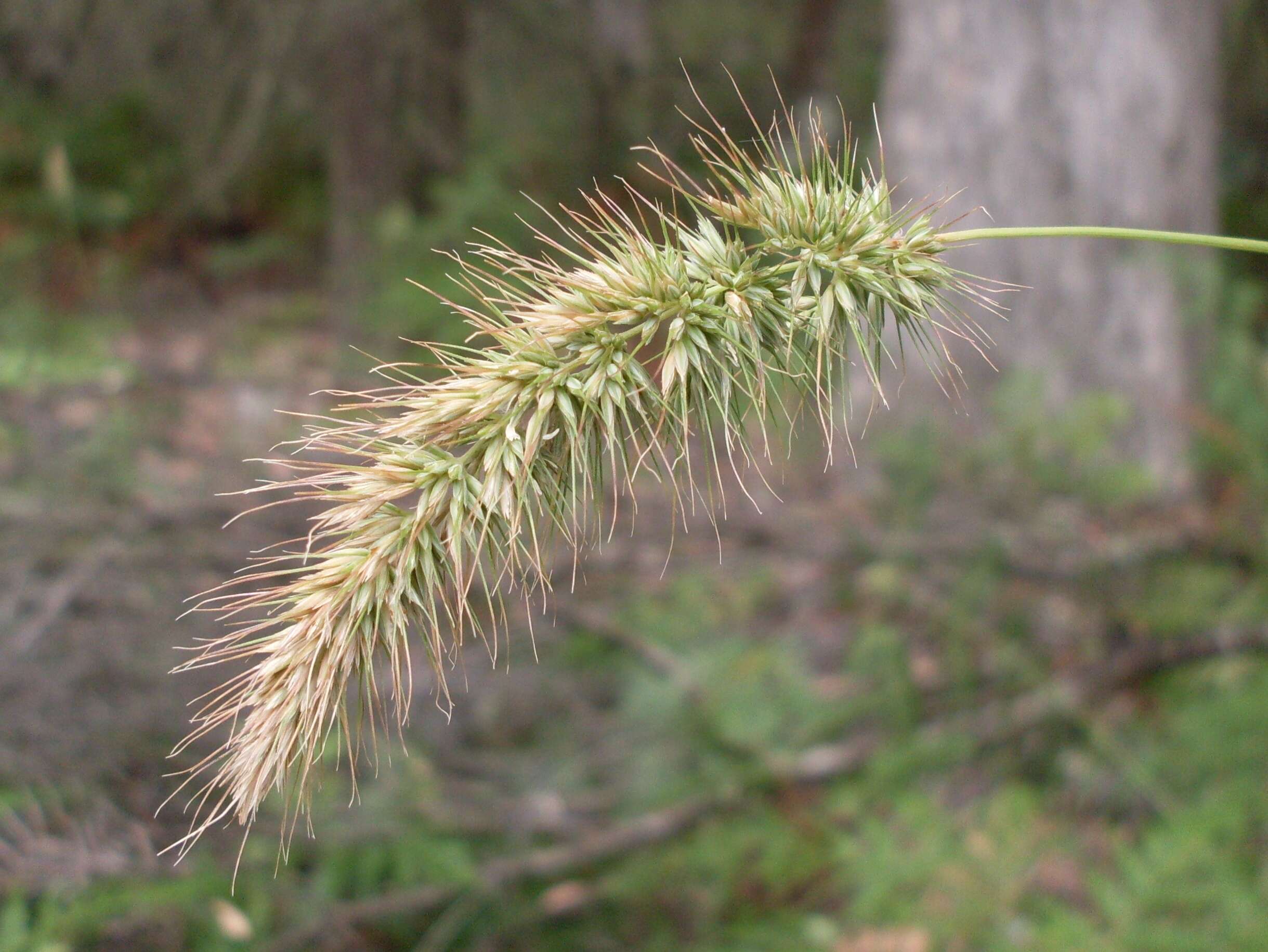 Image de Echinopogon caespitosus C. E. Hubb.