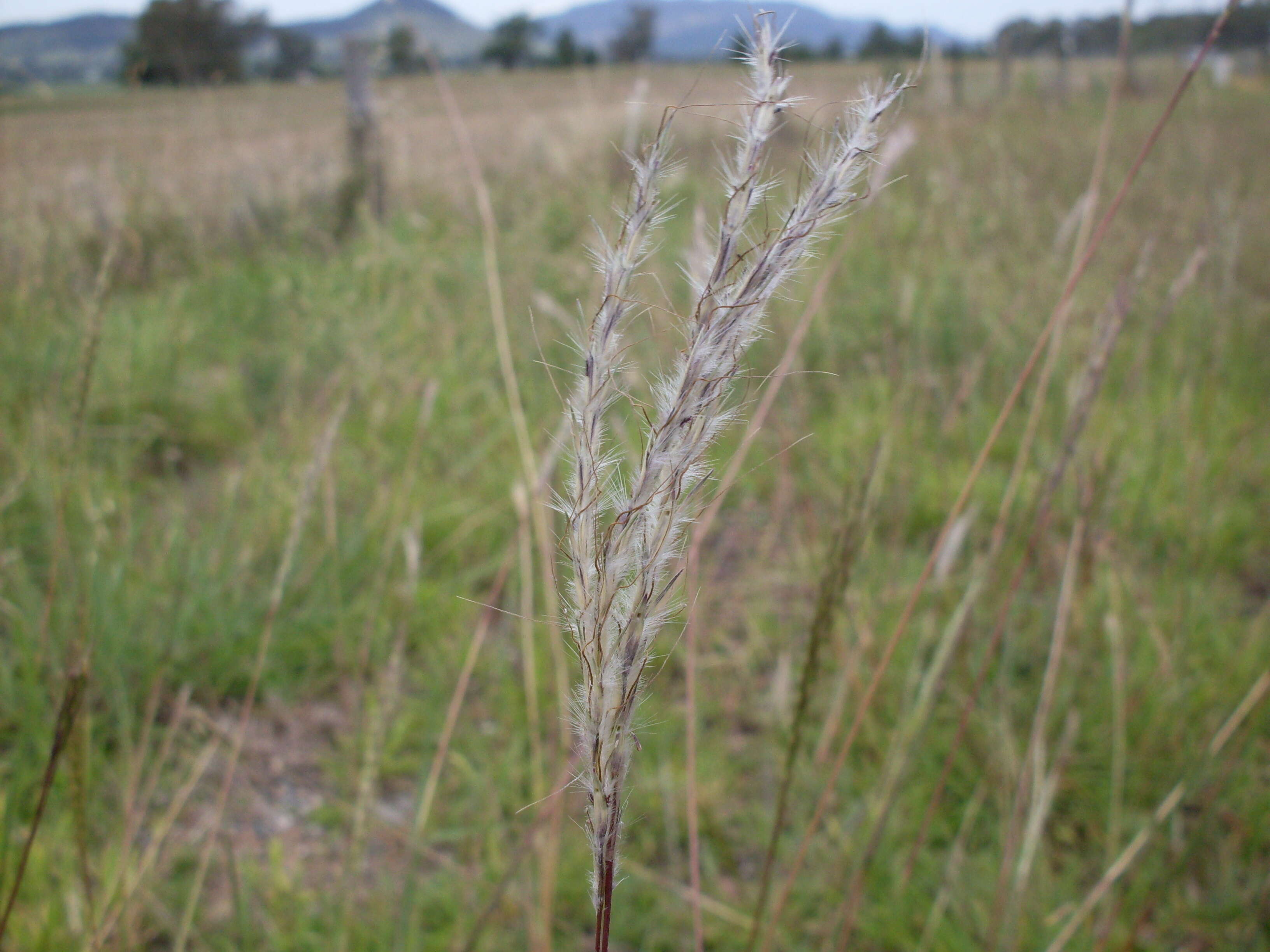 صورة Bothriochloa macra (Steud.) S. T. Blake