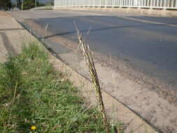 صورة Bothriochloa macra (Steud.) S. T. Blake