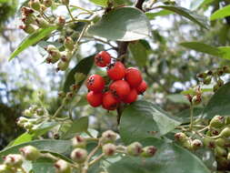 Plancia ëd Cotoneaster glaucophyllus Franch.