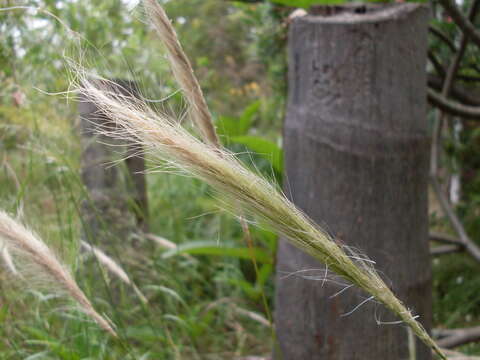 Image of clovenfoot plumegrass