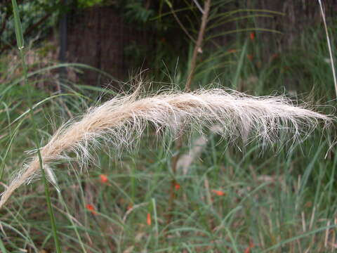 Image of clovenfoot plumegrass