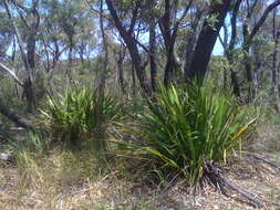 Doryanthes excelsa Corrêa resmi