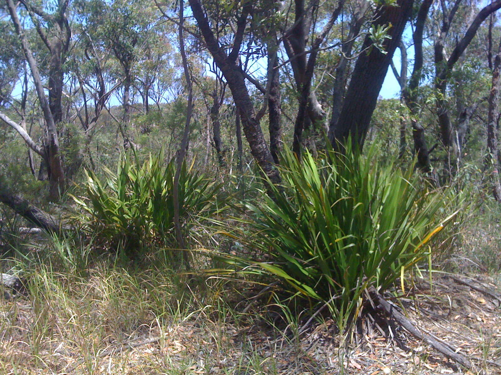 Doryanthes excelsa Corrêa resmi