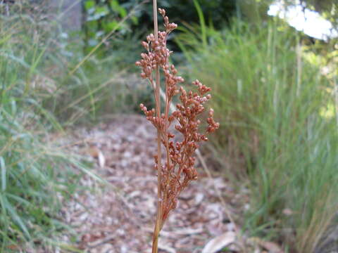 Image of Juncus continuus L. A. S. Johnson