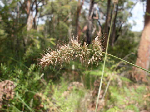 Image de Echinopogon caespitosus C. E. Hubb.