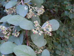 Plancia ëd Cotoneaster glaucophyllus Franch.