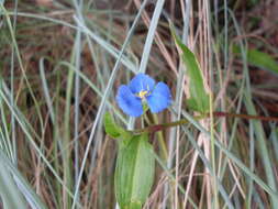 Imagem de Commelina cyanea R. Br.