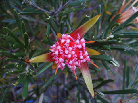 Image of Lambertia formosa Sm.