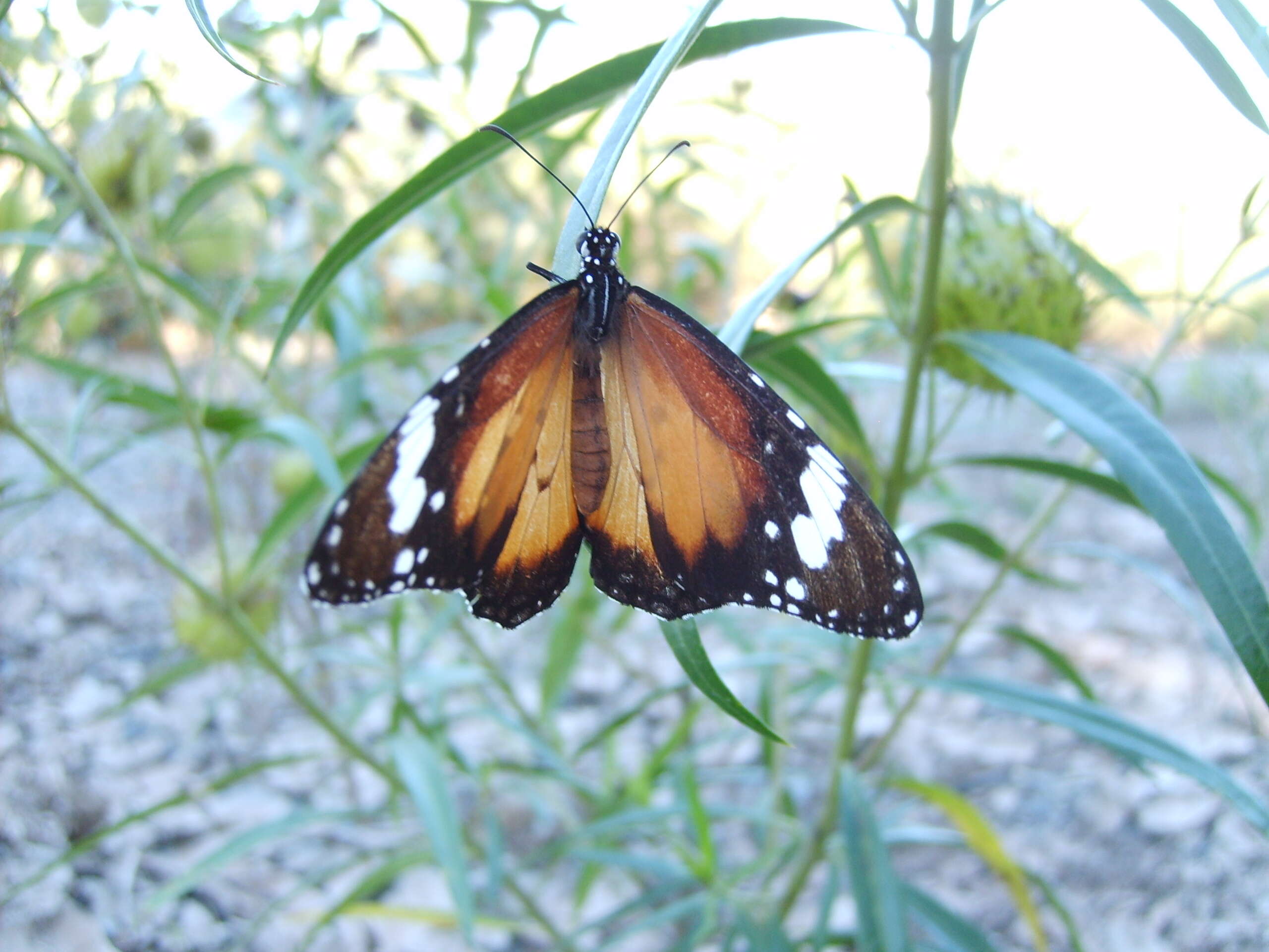 Image of Danaus petilia