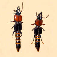 Image of Leptochirus