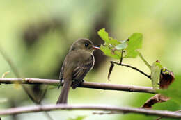 Contopus pallidus (Gosse 1847)的圖片