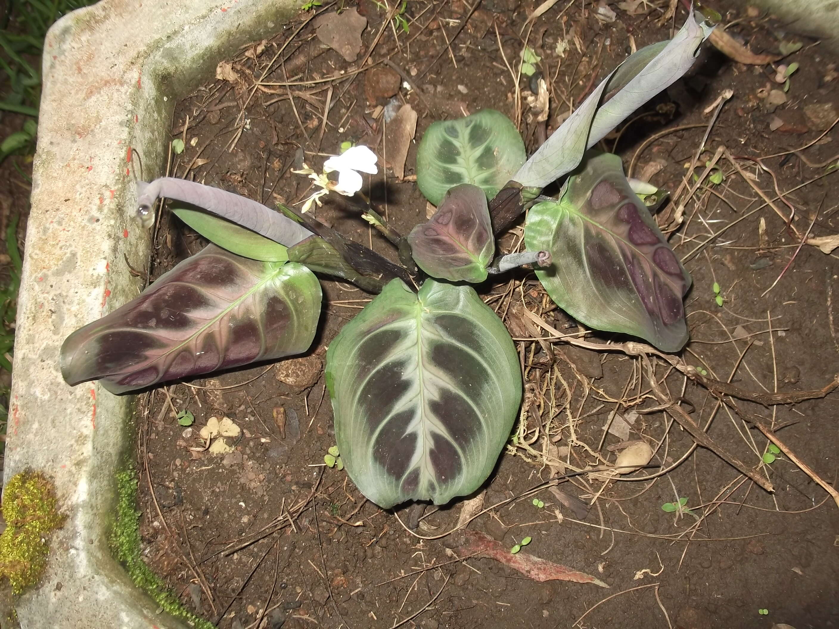 Image of prayerplant