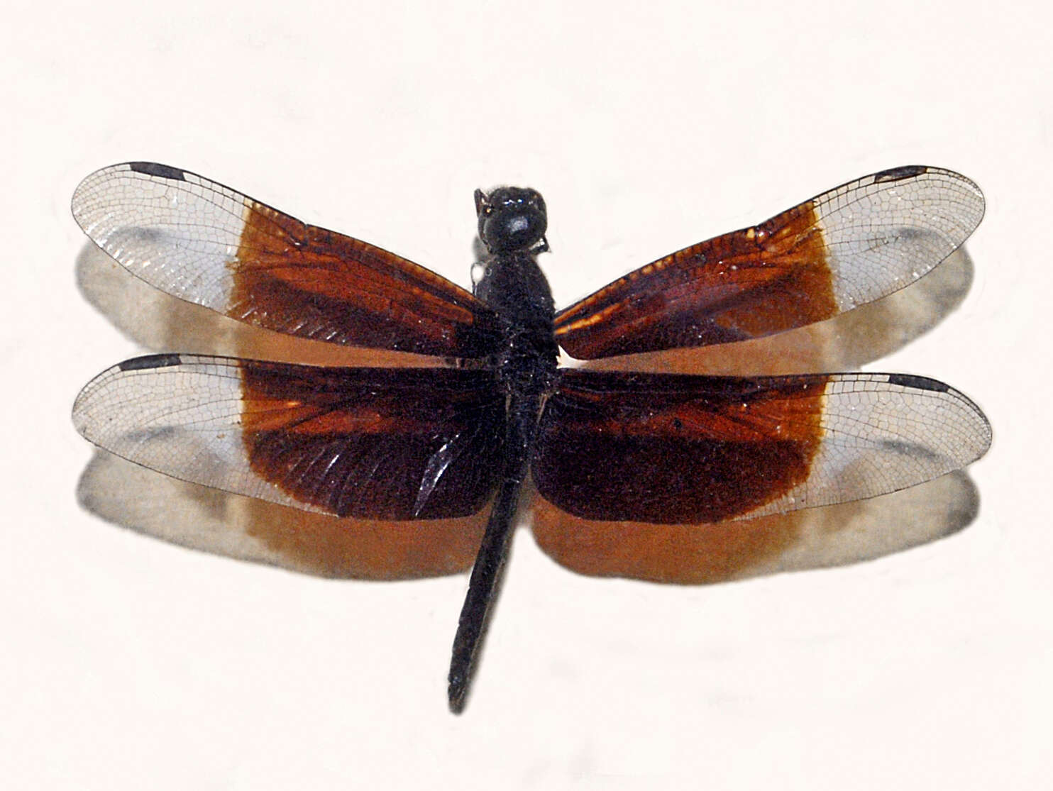 Image of Neurothemis decora (Kaup ex Brauer 1866)