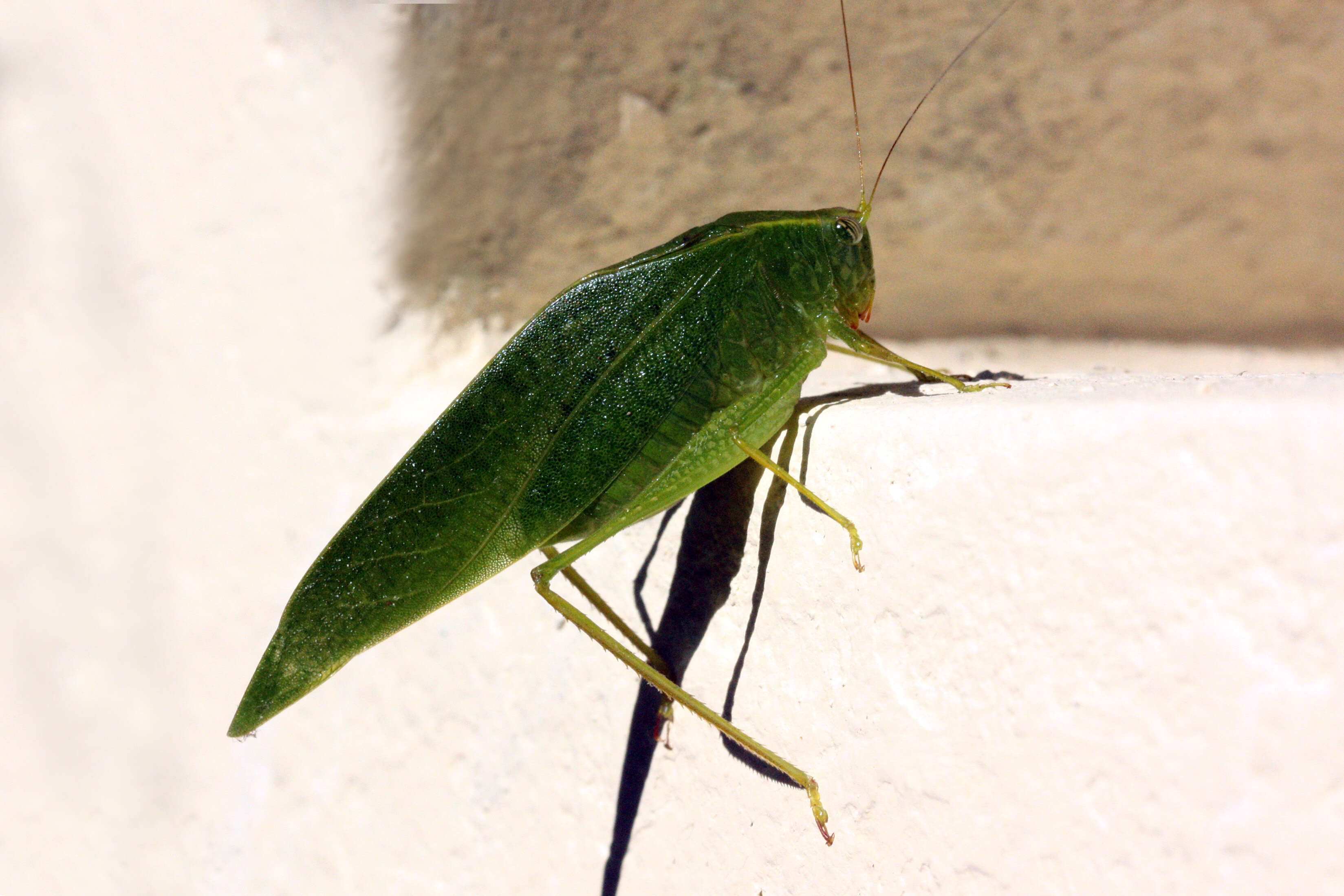 Image of Lesser Angle-winged Katydid