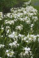 Image of spring spiderlily