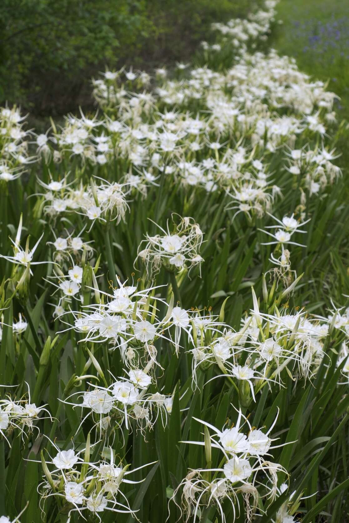 Image of spring spiderlily