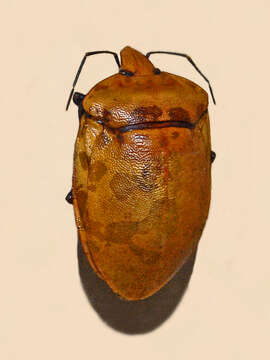 Image of Tectocoris