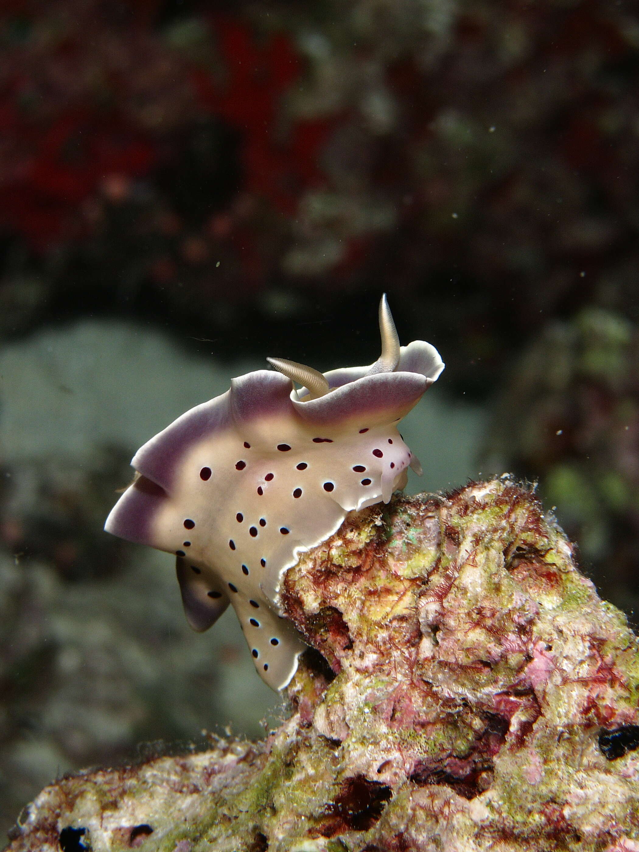 Image of Goniobranchus tritos (Yonow 1994)