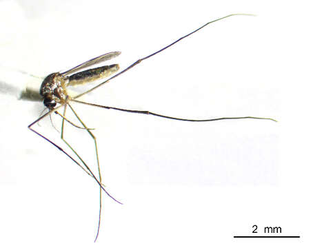 Image of Mosquito