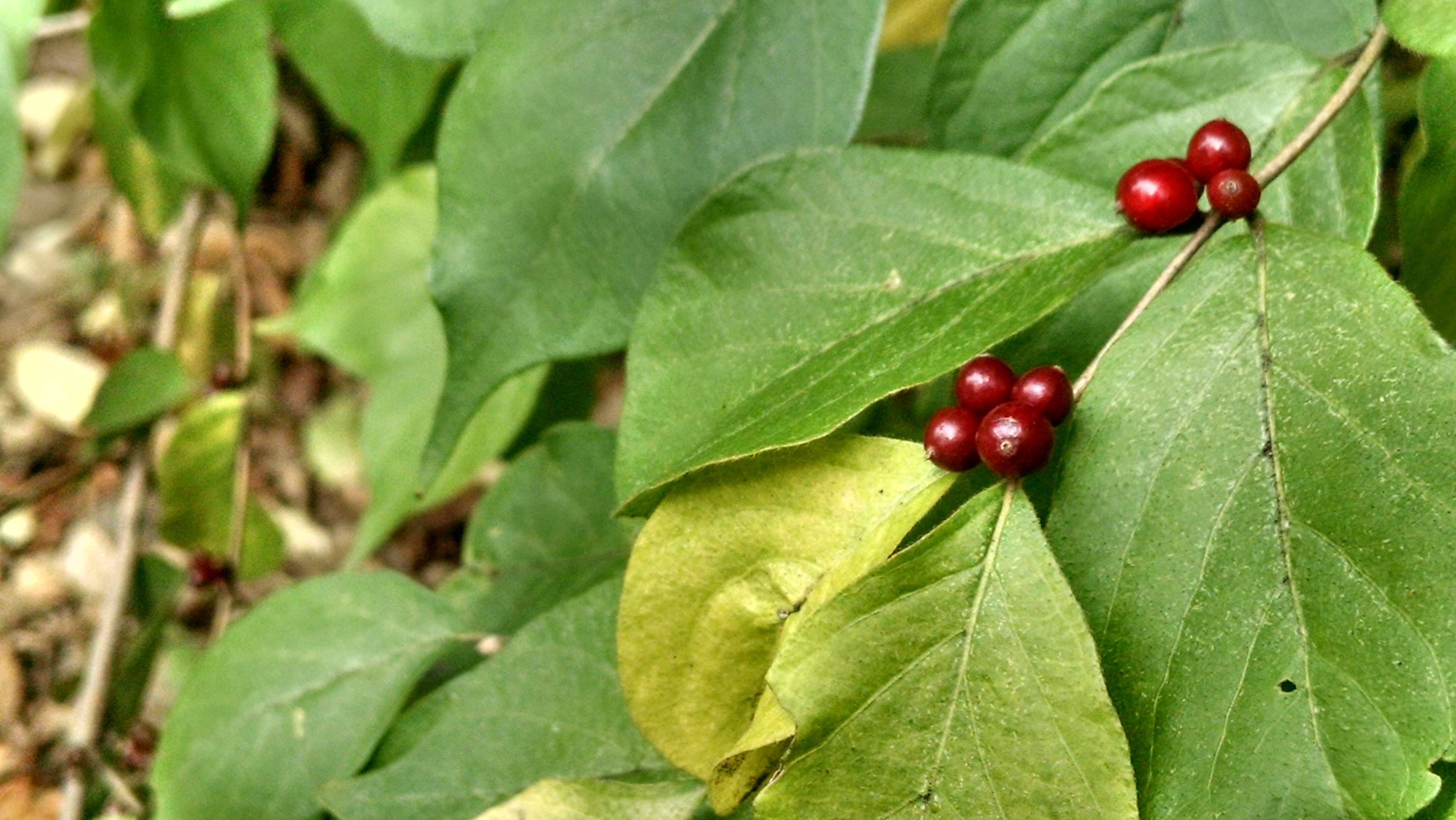 Image of Amur honeysuckle