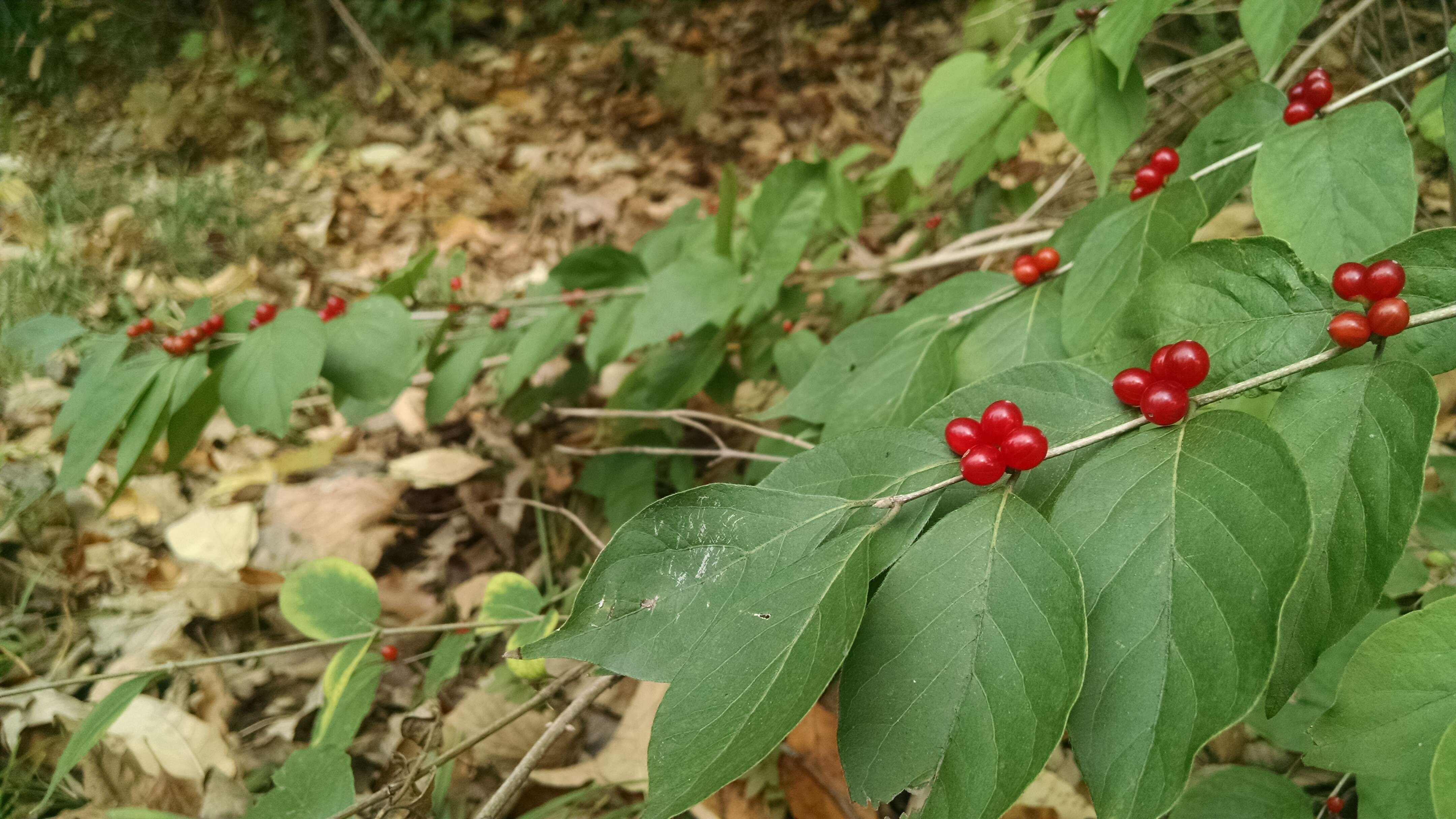 Image of Amur honeysuckle