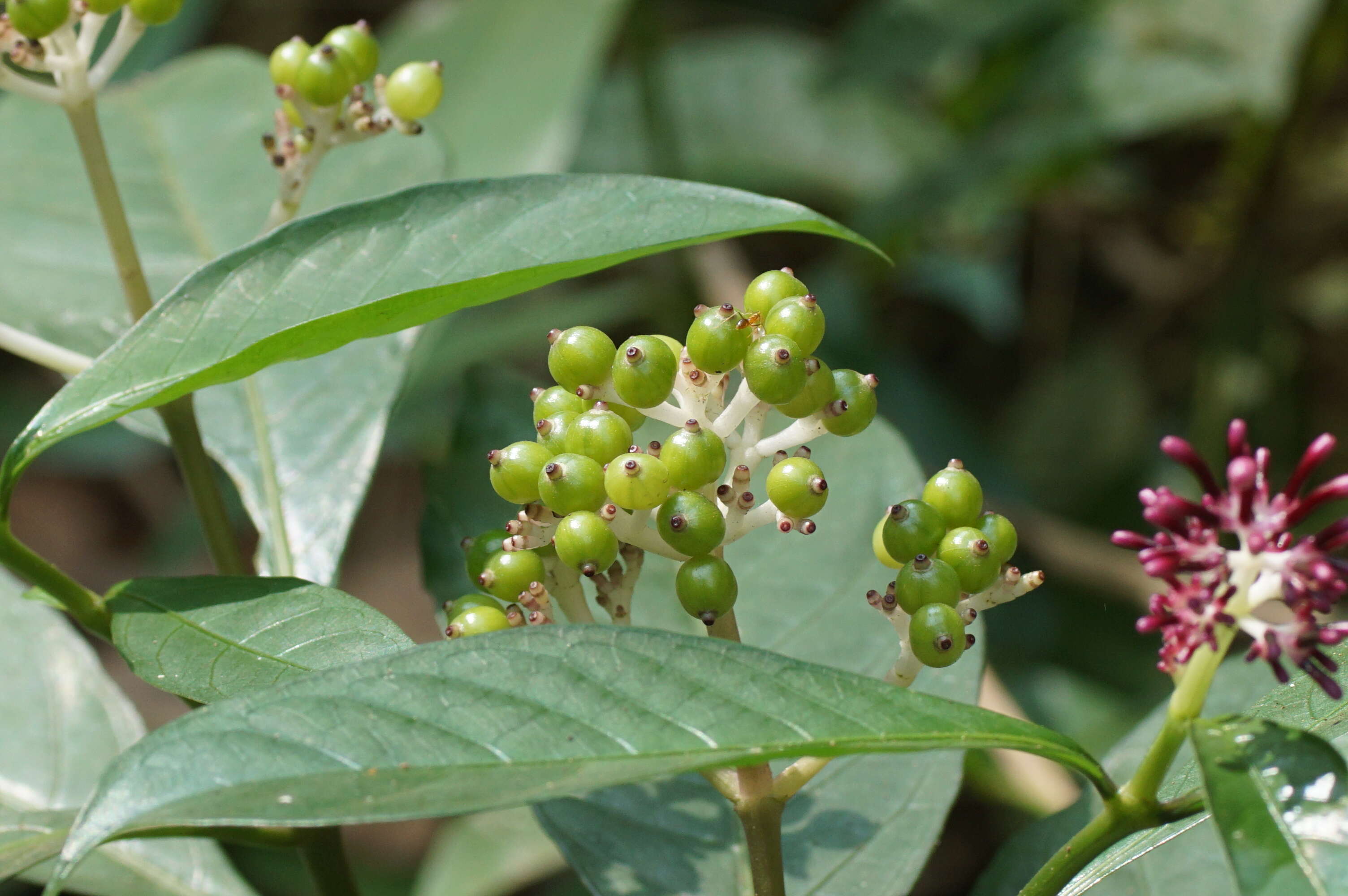 Imagem de Chassalia curviflora (Wall.) Thwaites