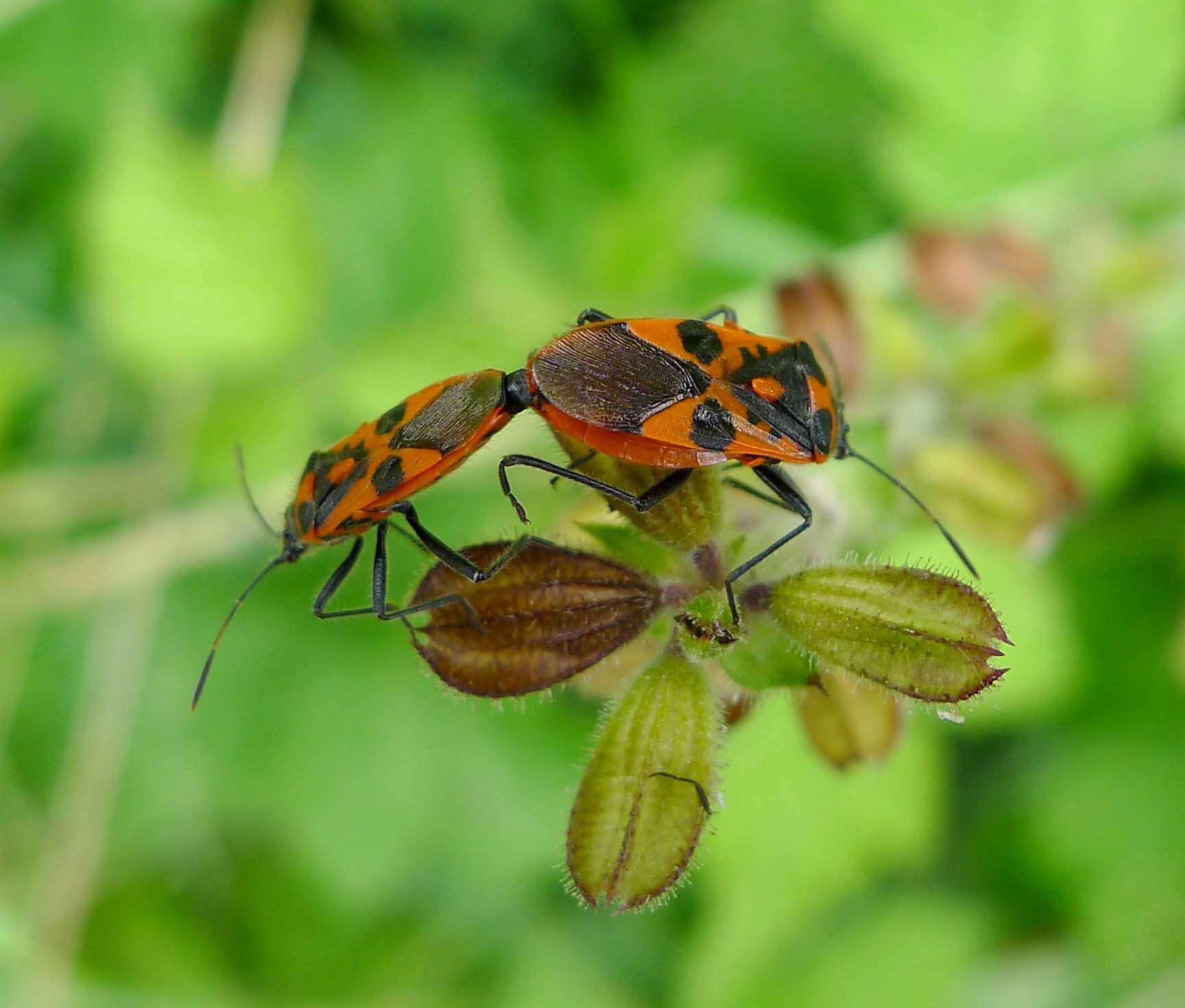 Image of black & red squash bug