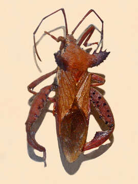Image of Prionolomia