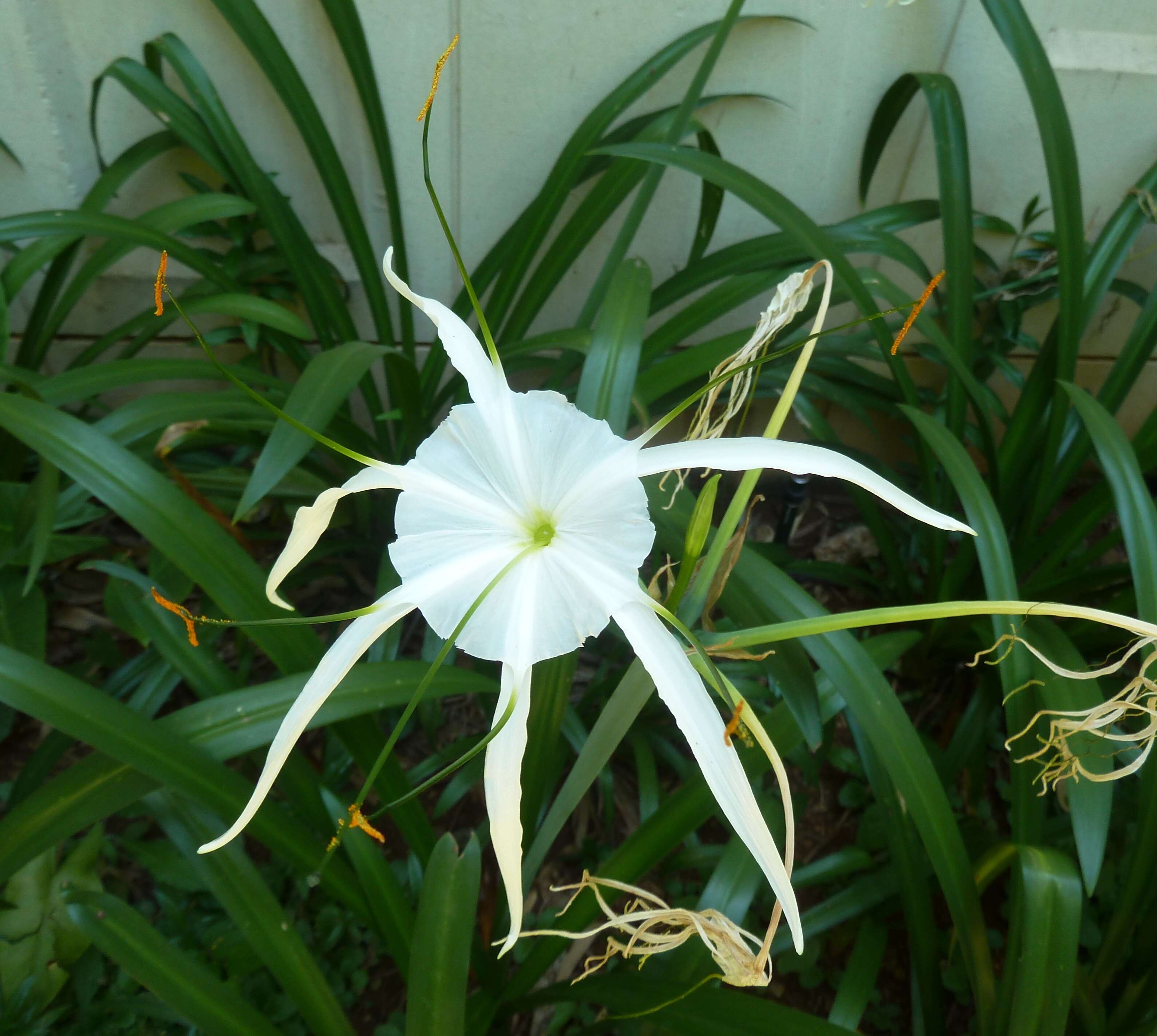 Image of beach spiderlily