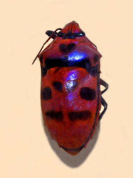 Image of Chrysocoris iris