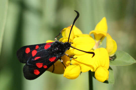 Image of Zygaena trifolii Esper 1783