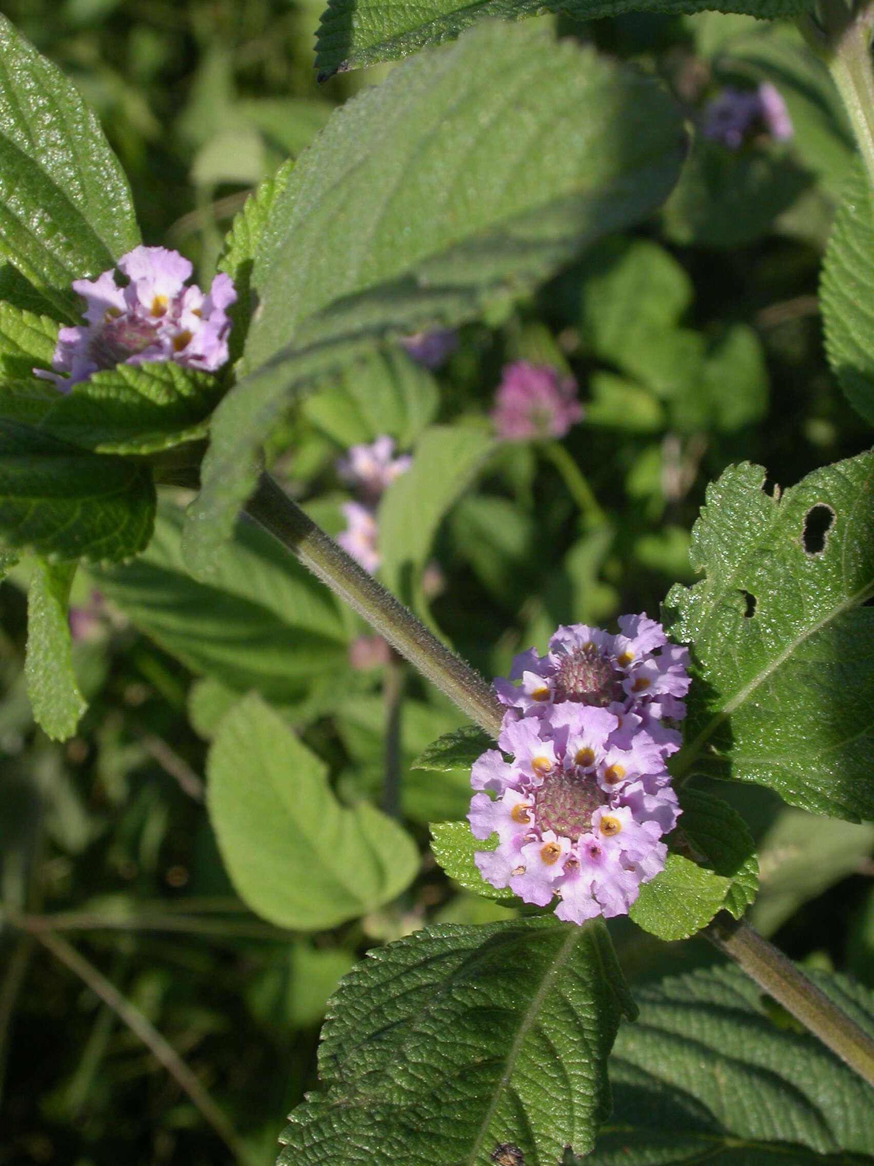 Image of bushy lippia