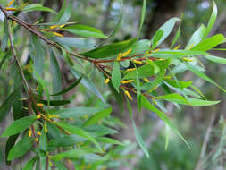 Image of Persoonia media R. Br.