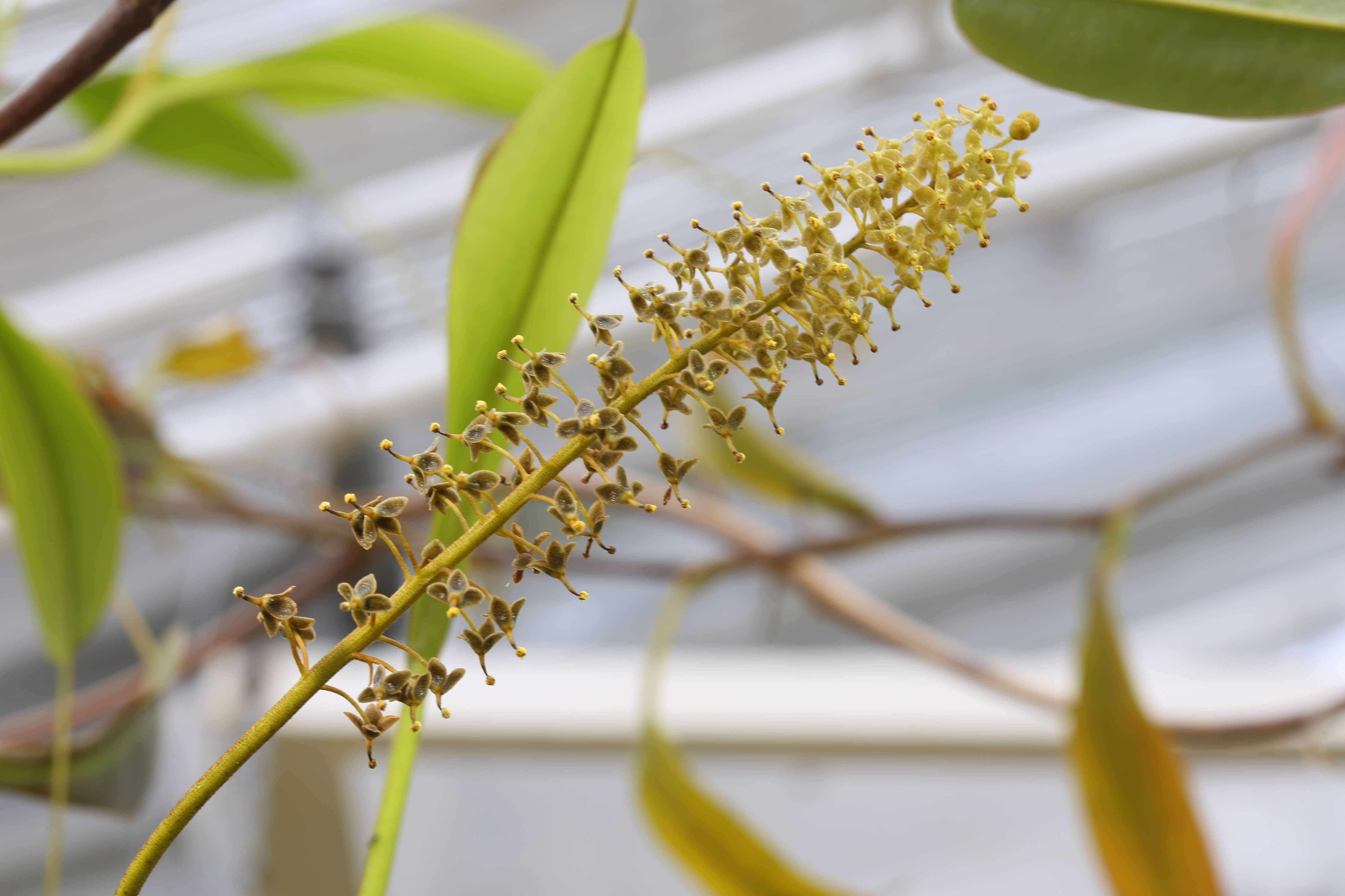 Image of Pitcher plant