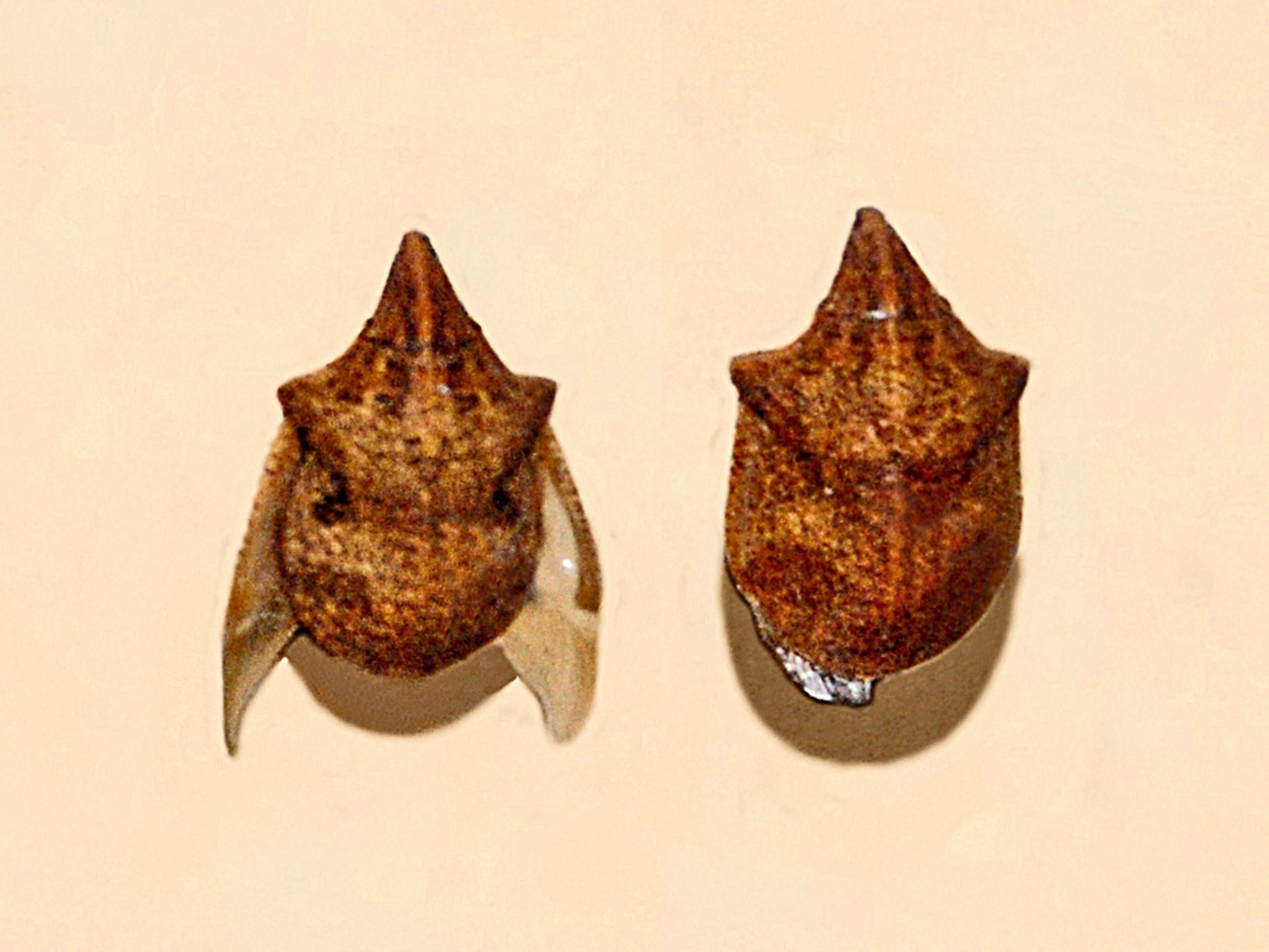 Image of Hotea curculionoides