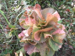 Image de Acalypha wilkesiana Müll. Arg.