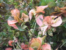 Image de Acalypha wilkesiana Müll. Arg.