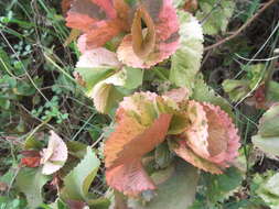 Image de Acalypha wilkesiana Müll. Arg.