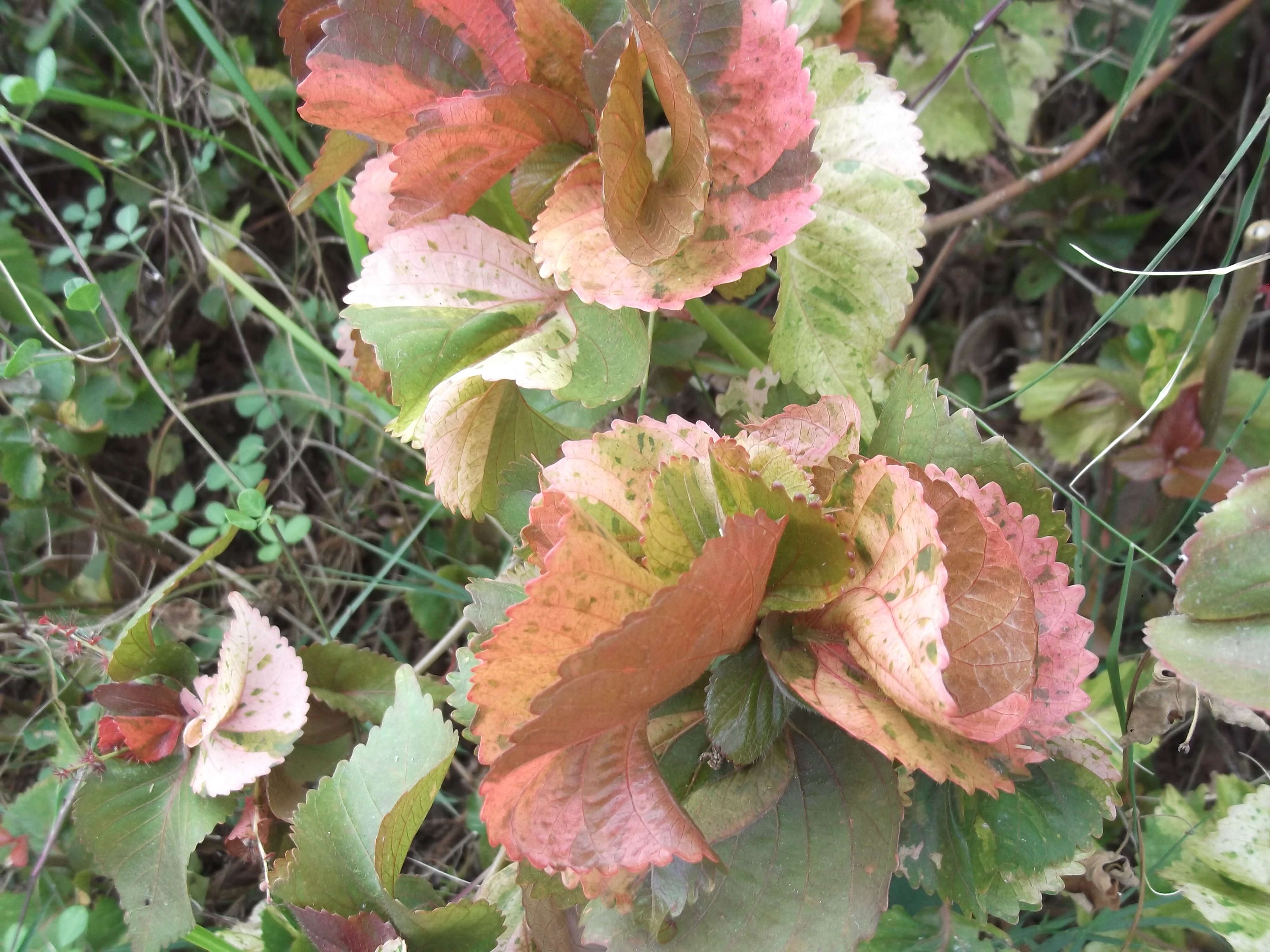 Image de Acalypha wilkesiana Müll. Arg.