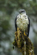 Image of Gray-backed Hawk